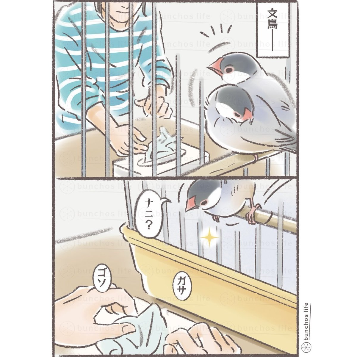 文鳥、臆病なのに好奇心旺盛✨
#文鳥 
#4コマ漫画 