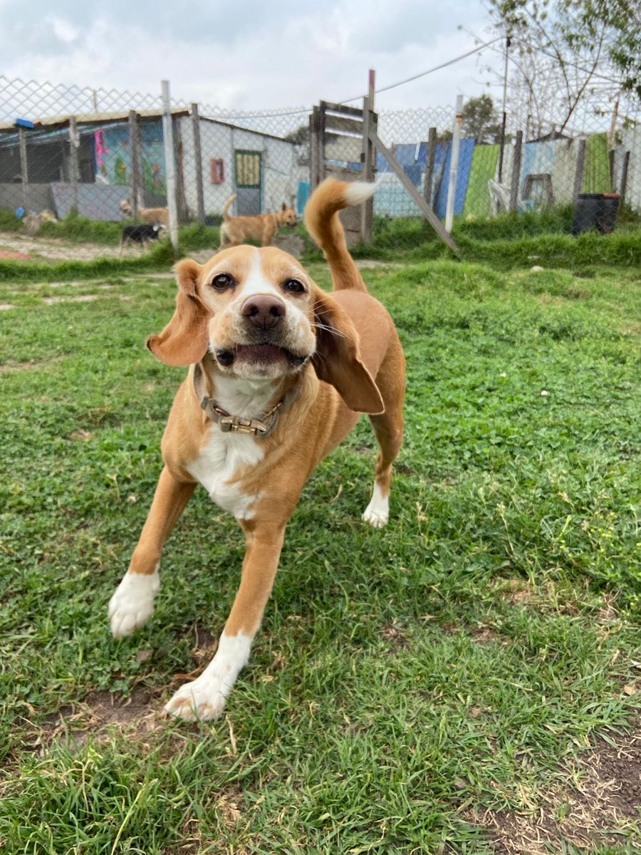 brianse18's tweet photo. No conocía el amor tan grande que le tengo a mi perro hasta que ocurre algo que nos muestra lo frágil que es la vida, y este día, tan lleno de sensaciones, al escuchar que ese ser tan hermoso empieza a tener indicios de vejez, me mueve todo. 
Espero vuelvas a correr como loco. https://t.co/UOwn3qGu2p