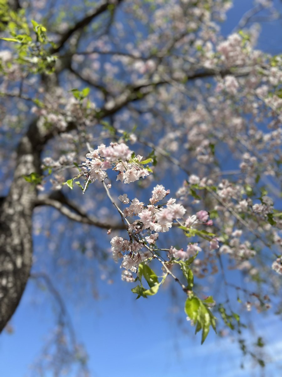 ゆうぽん tweet media