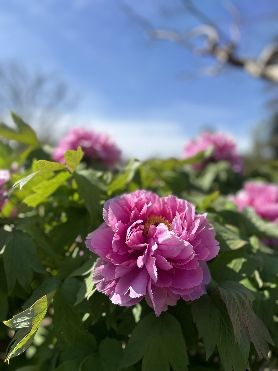 ゆうぽん tweet media