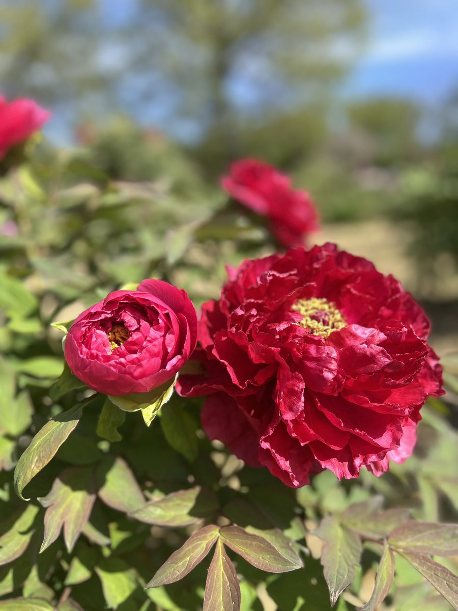 ゆうぽん tweet media