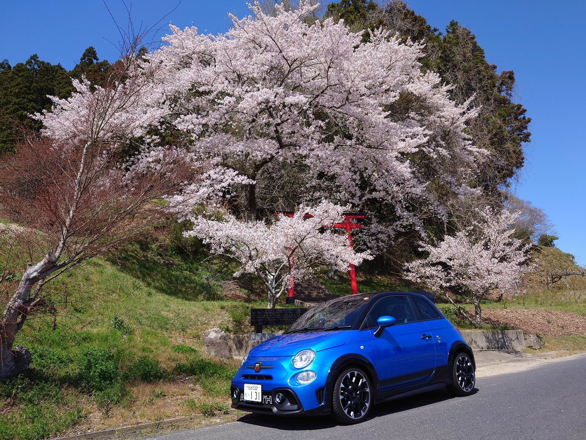 595_competi_PP2's tweet photo. 年次🌸桜🌸の定点観測
富谷市西成田の熊野神社⛩️
#アバルト #abarth #abarth695 #131rally #桜 #富谷市 https://t.co/4AJ7vijciZ