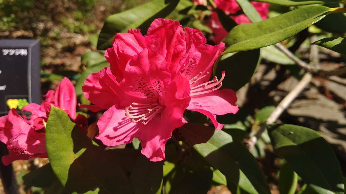 ここねちゃん tweet media