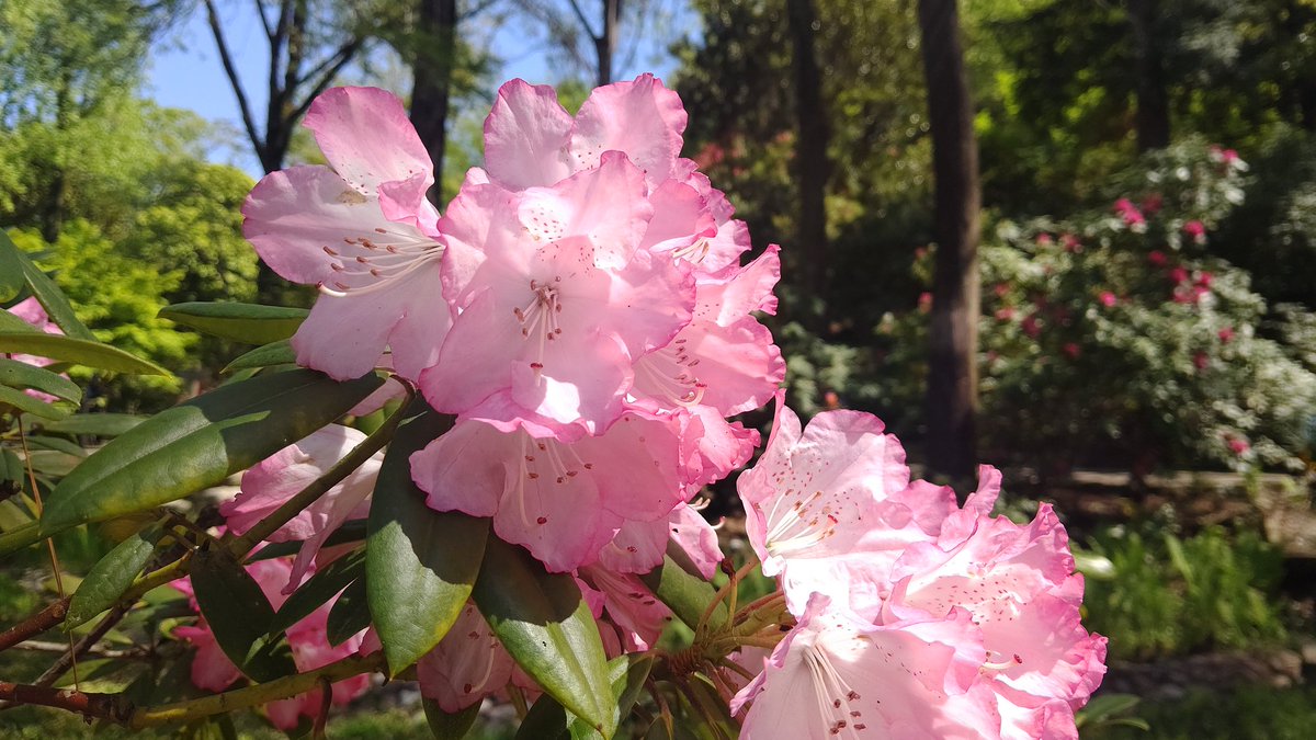 ここねちゃん tweet media