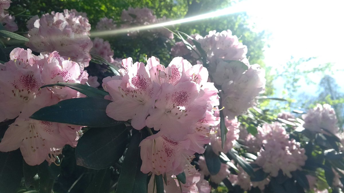 ここねちゃん tweet media