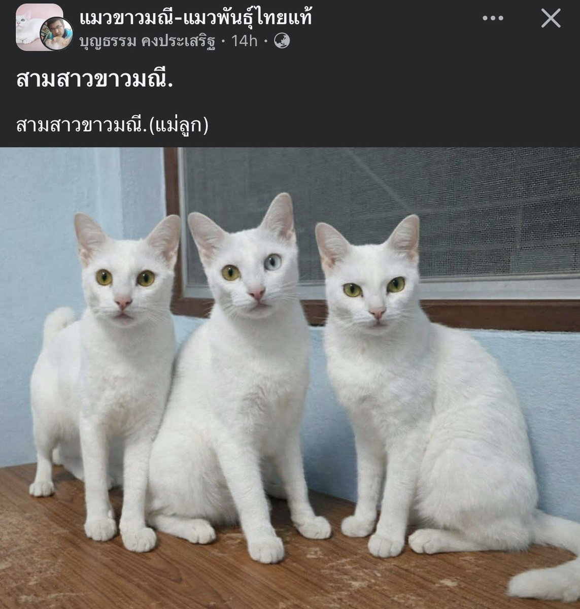 คือผมต้องทราบไหม 🐈‍⬛ tweet media
