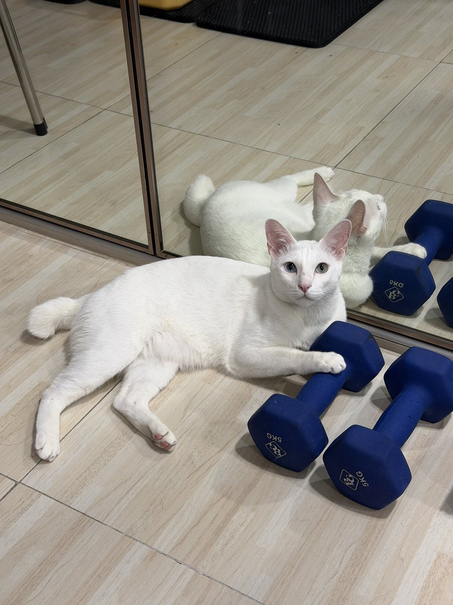 คือผมต้องทราบไหม 🐈‍⬛ tweet media