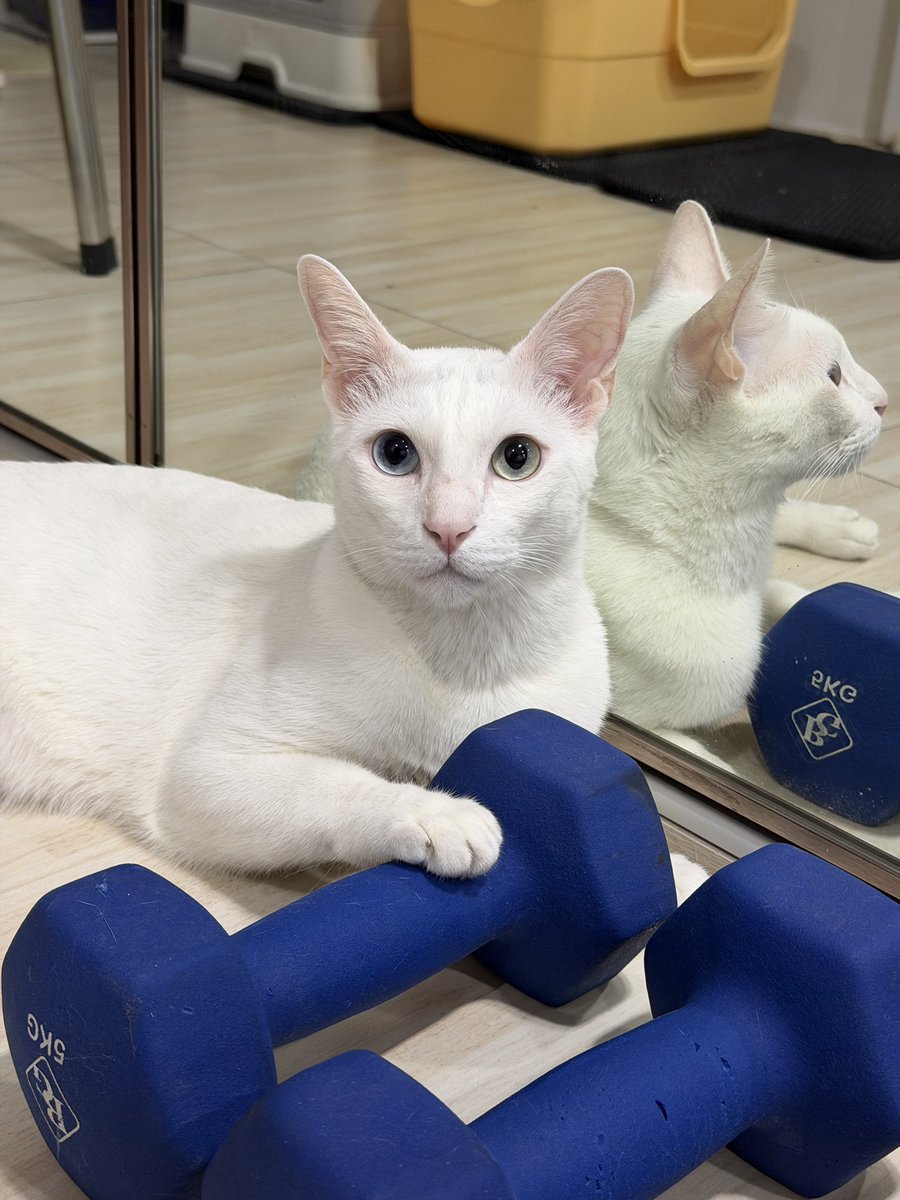 คือผมต้องทราบไหม 🐈‍⬛ tweet media