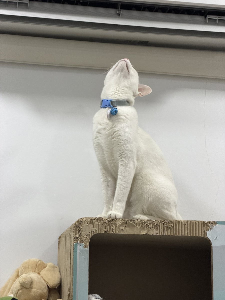 คือผมต้องทราบไหม 🐈‍⬛ tweet media