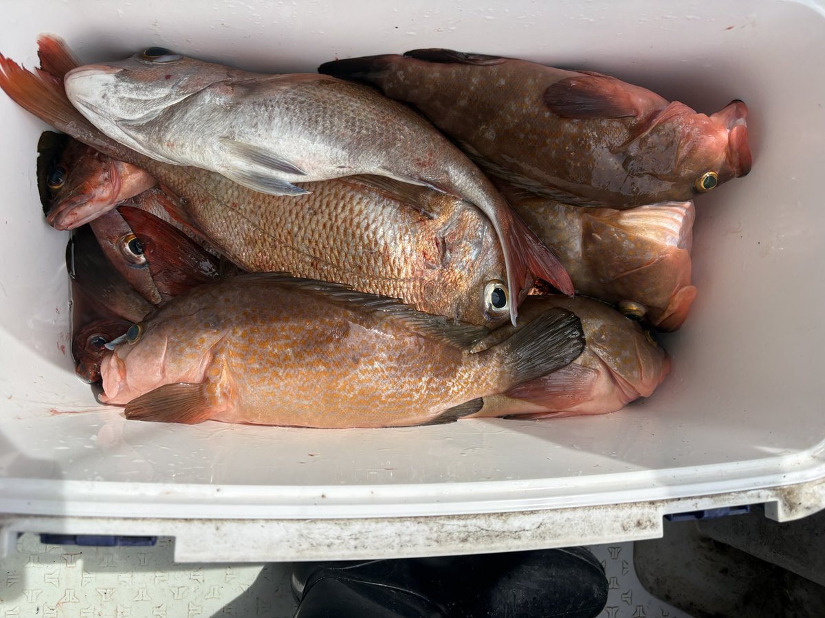 ぴーちてぃー tweet media