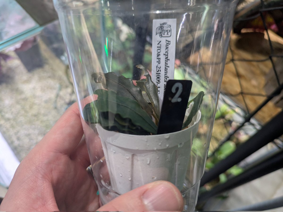 げいる tweet media