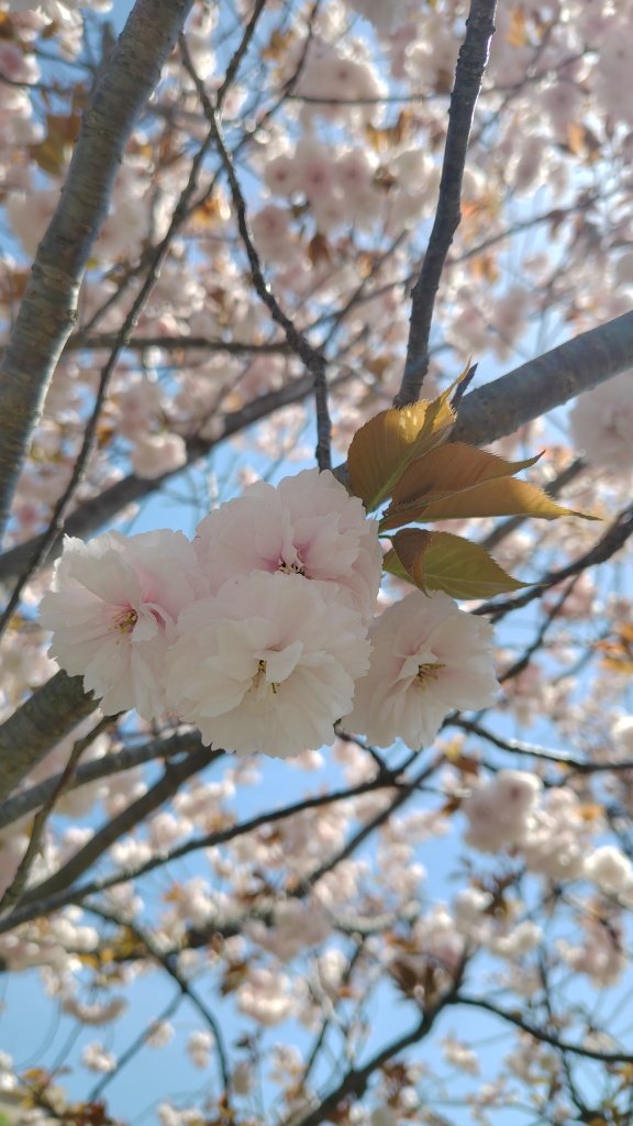 クラゲラン tweet media