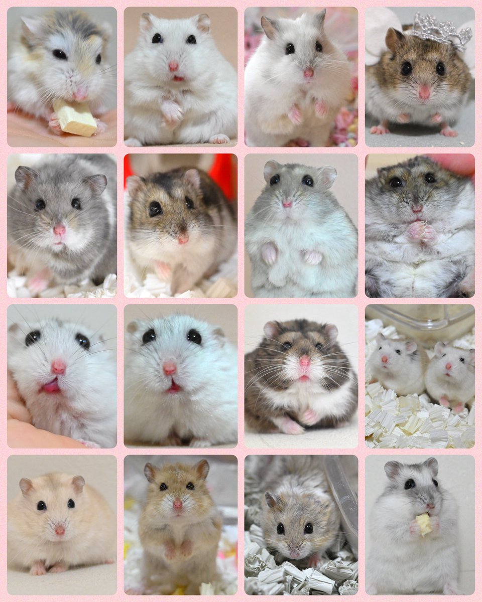 ジャンガリーズハムスター tweet media