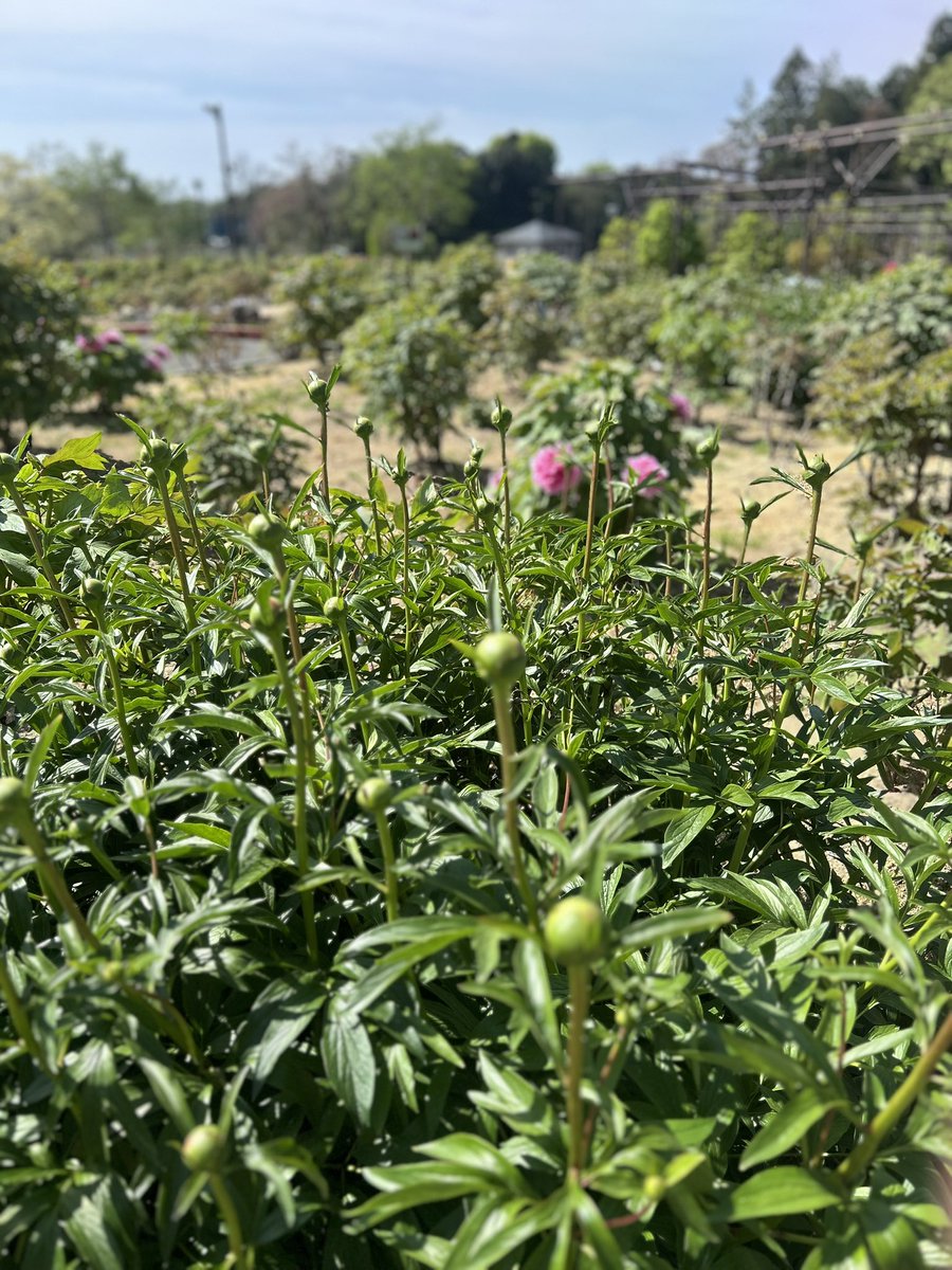 ゆうぽん tweet media