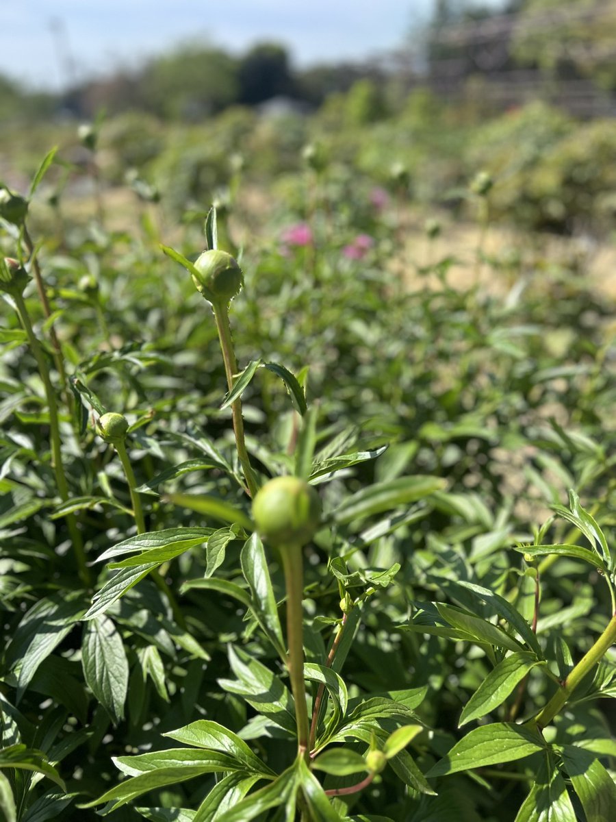 ゆうぽん tweet media