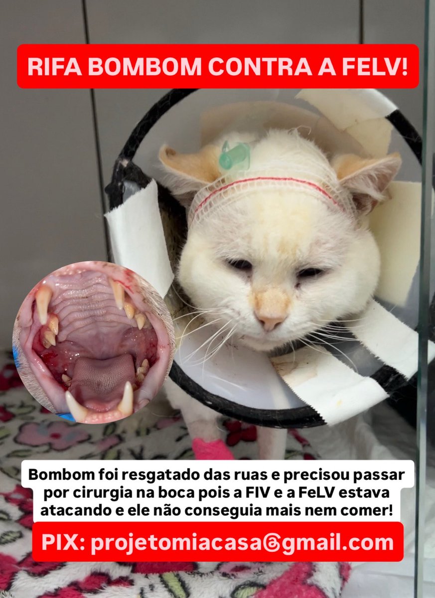 Projeto Mia Casa 🐱 tweet media