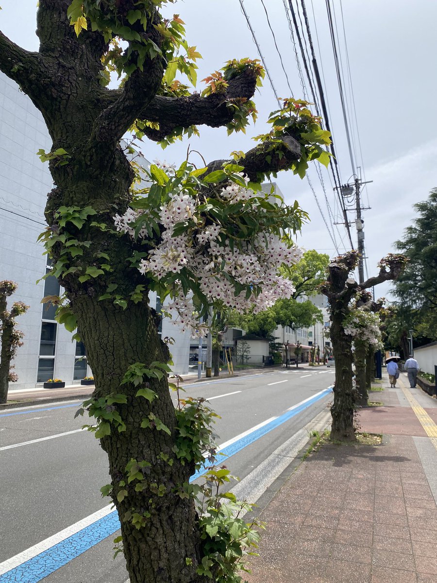 まるめい tweet media