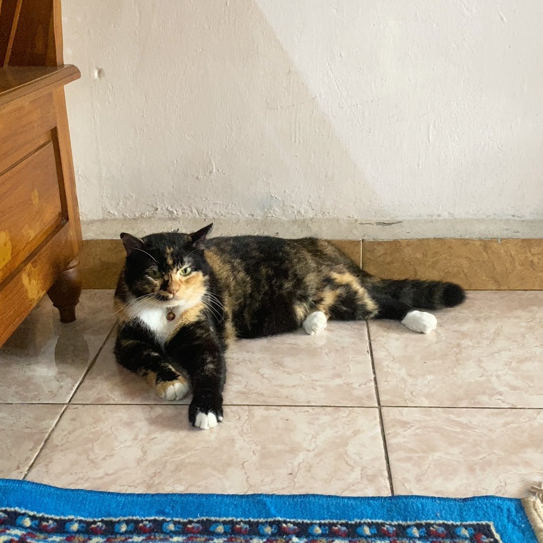 ciwen | @ after dm tweet media