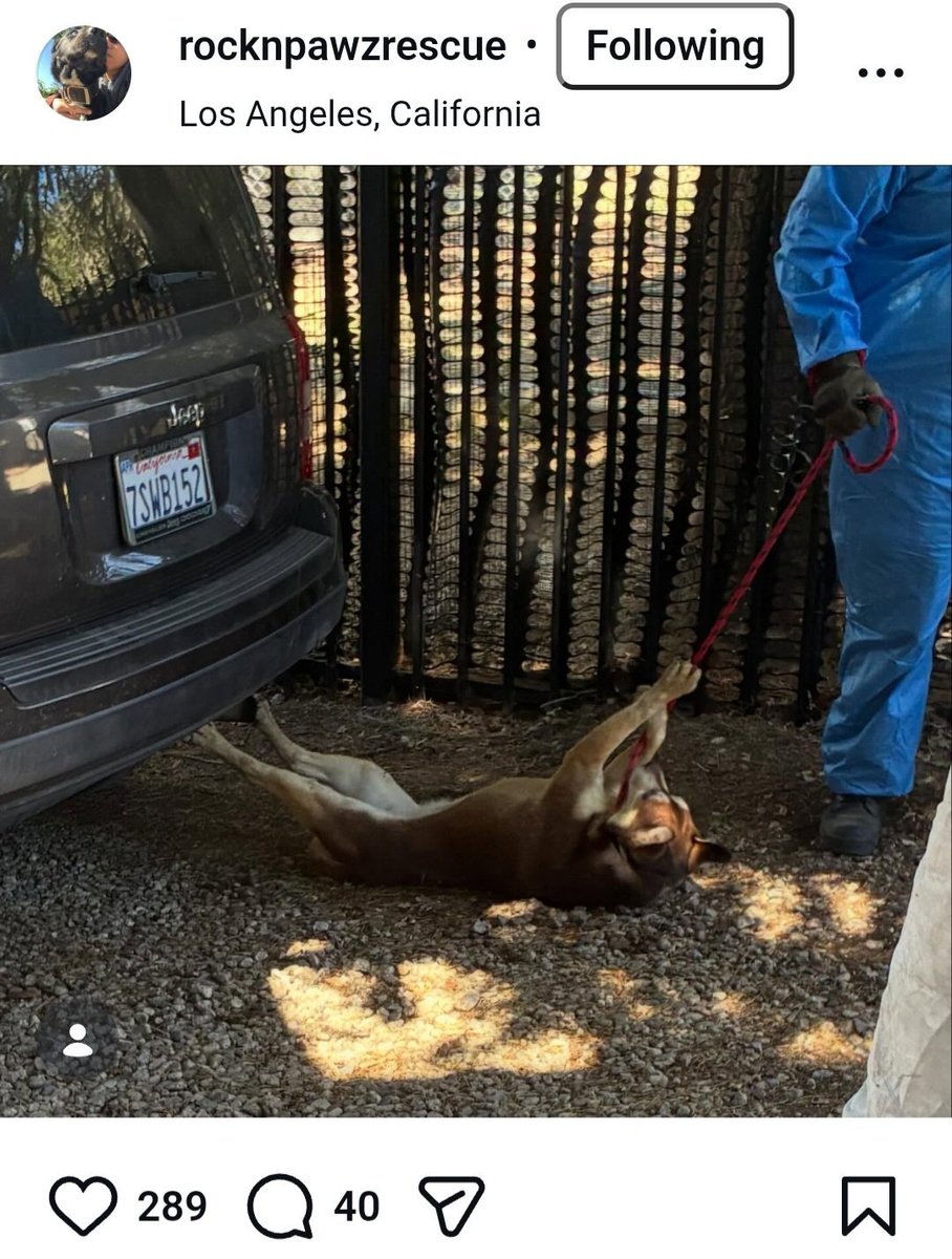 PhaedraXTeddy's tweet image. Remember a few weeks ago LACounty went and did the viral fake rescue of happy beloved animals in #California that everyone was sharing and cheering? 
That's ok, everyone that shared the story and thanked LA County forgot too. 
Here are some of the #RocknPawz sanctuary  pets