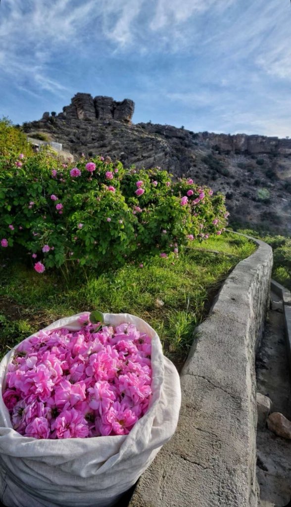 سمــو💛 tweet media