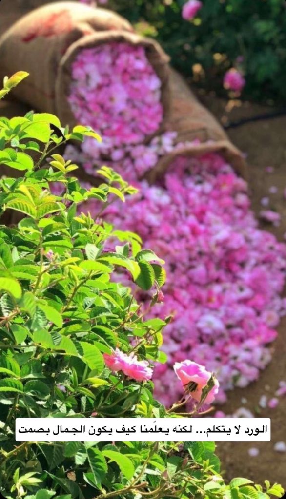 سمــو💛 tweet media