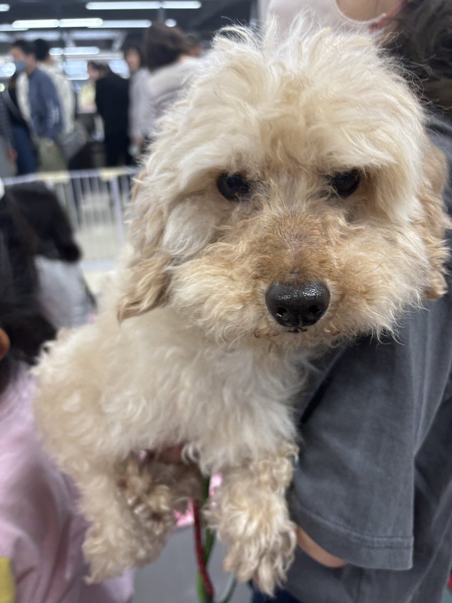 町田動物愛護の会 tweet media