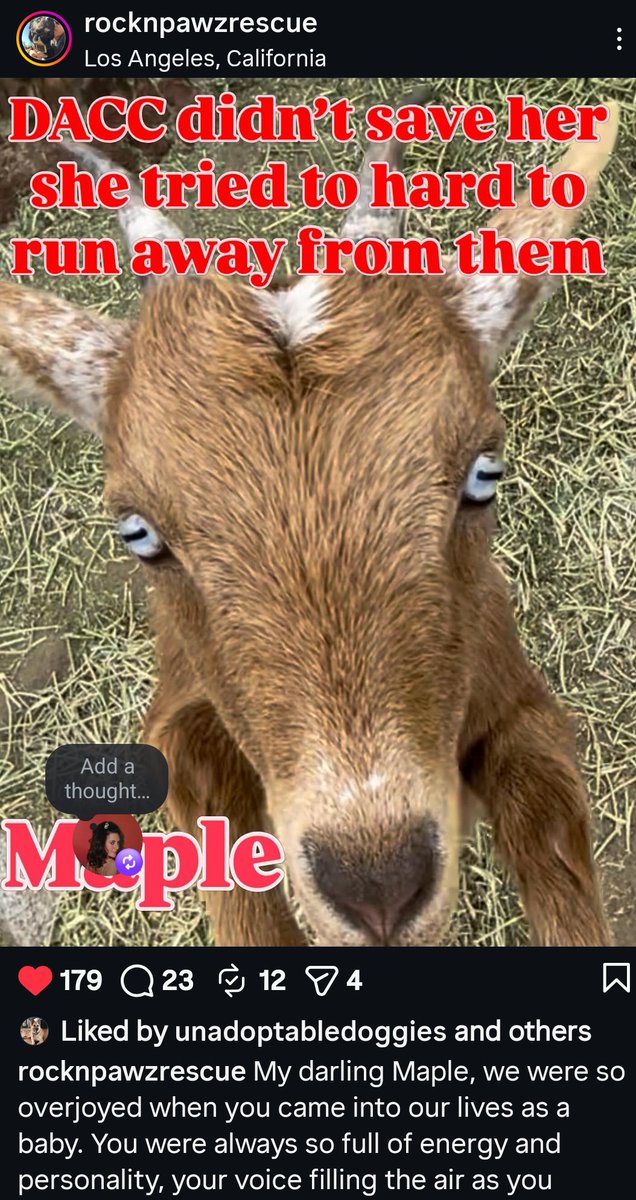 PhaedraXTeddy's tweet image. Remember a few weeks ago LACounty went and did the viral fake rescue of happy beloved animals in #California that everyone was sharing and cheering? 
That's ok, everyone that shared the story and thanked LA County forgot too. 
Here are some of the #RocknPawz sanctuary  pets