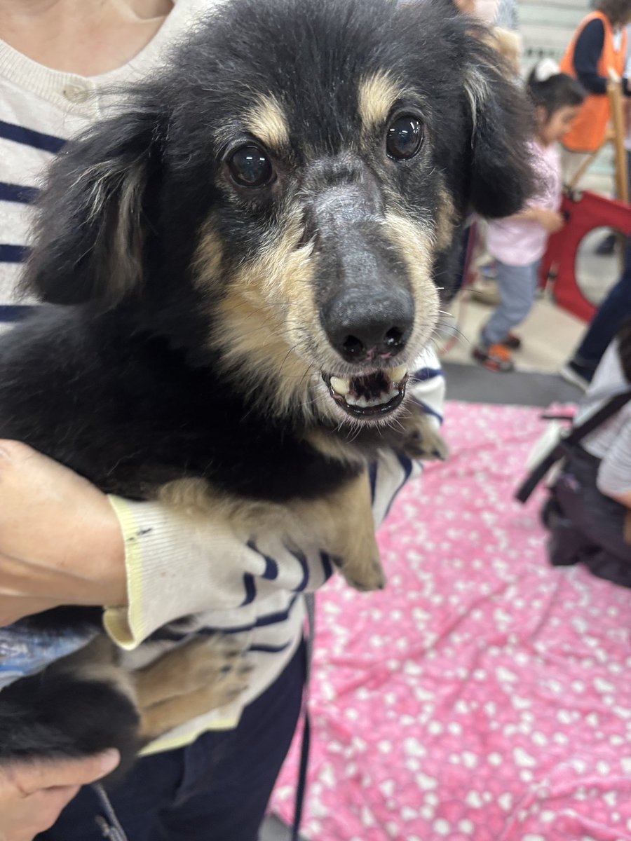 町田動物愛護の会 tweet media