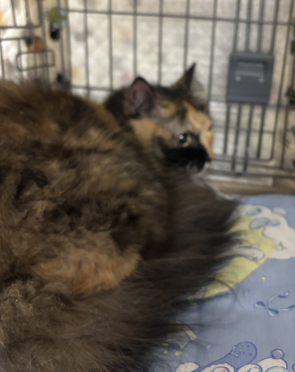 町田動物愛護の会 tweet media