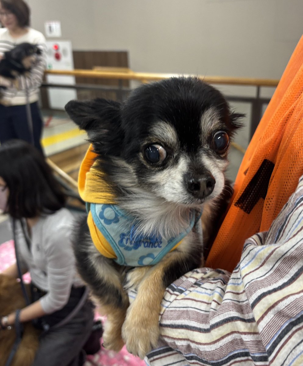 町田動物愛護の会 tweet media