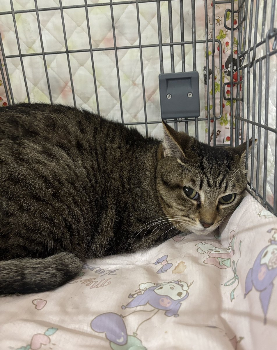 町田動物愛護の会 tweet media