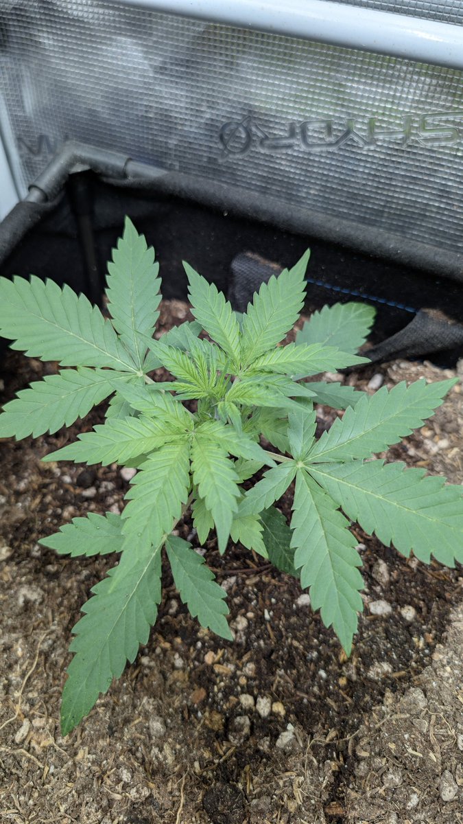 ArizonaGrows tweet media