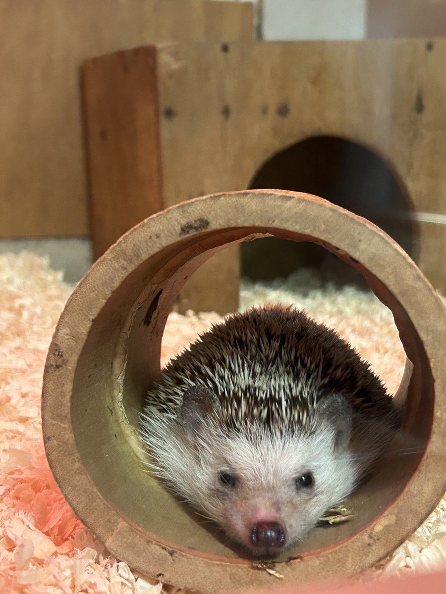 2026.4.8 ＃ヨツユビハリネズミの飼育日誌 を更新しました。 ヨツユビ