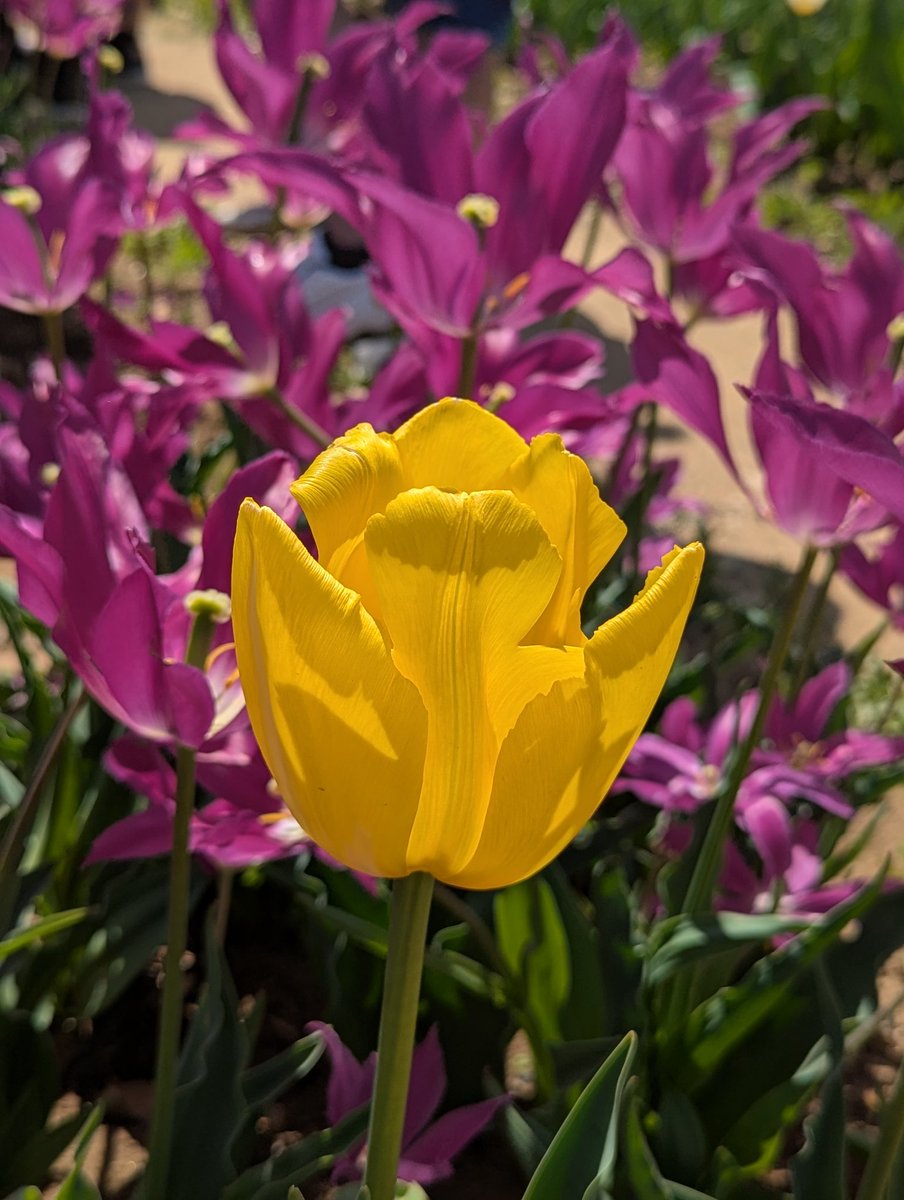 なるしま行政書士事務所 tweet media