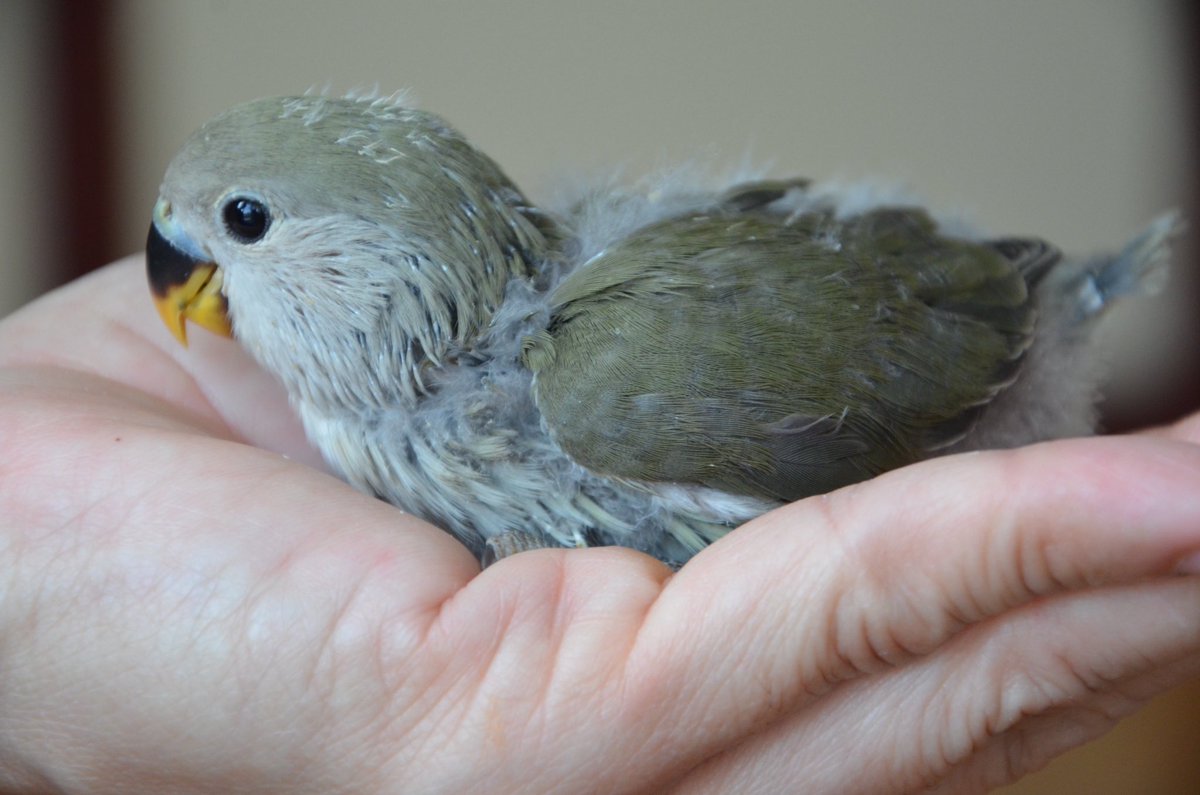 おぎゃん tweet media