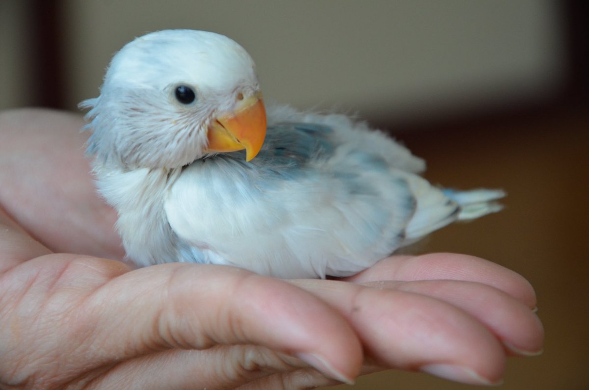 おぎゃん tweet media