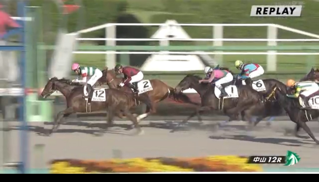 RBコースケ厩舎🐴🐂🪽🐧🚴‍♂🚤🏍 tweet media