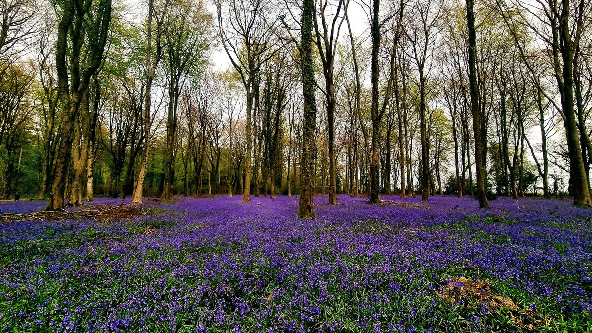 Bournemouthecho's tweet image. Morning all. This picture is by Penny Wade. Here are your Sunday headlines #Dorset #LocalNews