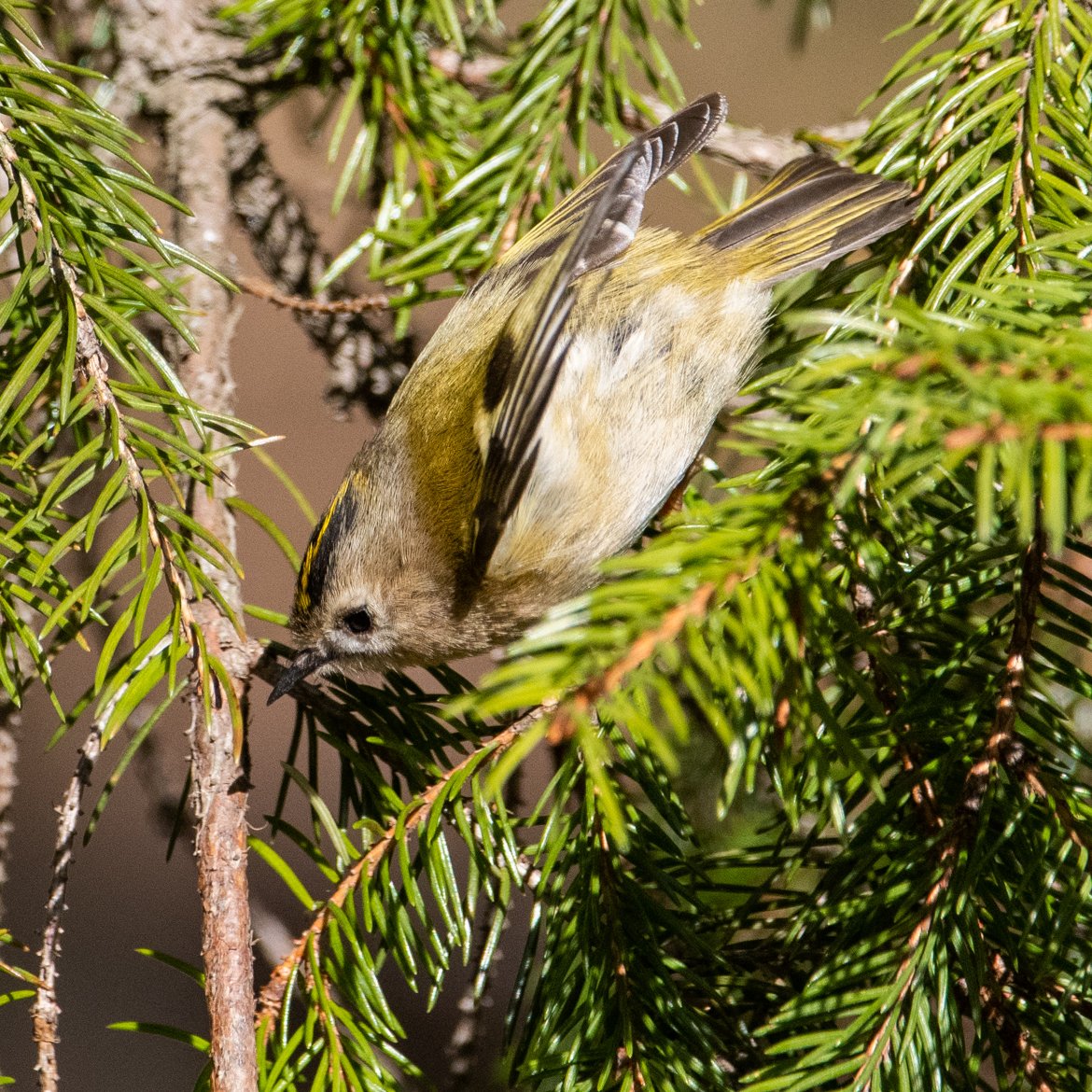 JJohannesM51's tweet image. 👋🌼Happy Sunday #everyone 😊🕊️🌹🍃☀️Hyvää sunnuntaita #kaikille😊🕊️🌹🍃☀️ (Hippiäinen, Regulus, regulus)(Valkovuokko, Anemone nemorosa) by Samuli Haapasalo