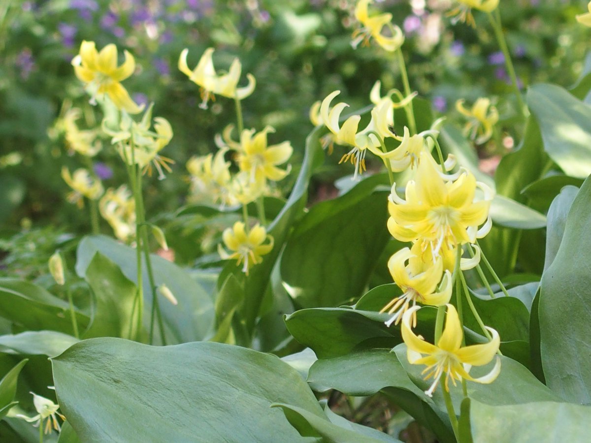 JK🐶PDL(infinity ^∞^ な新参者) tweet media