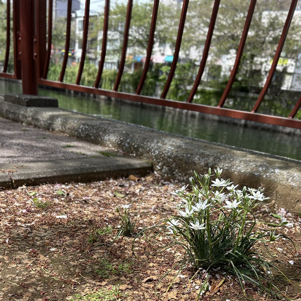 帰ってきたみちょん tweet media