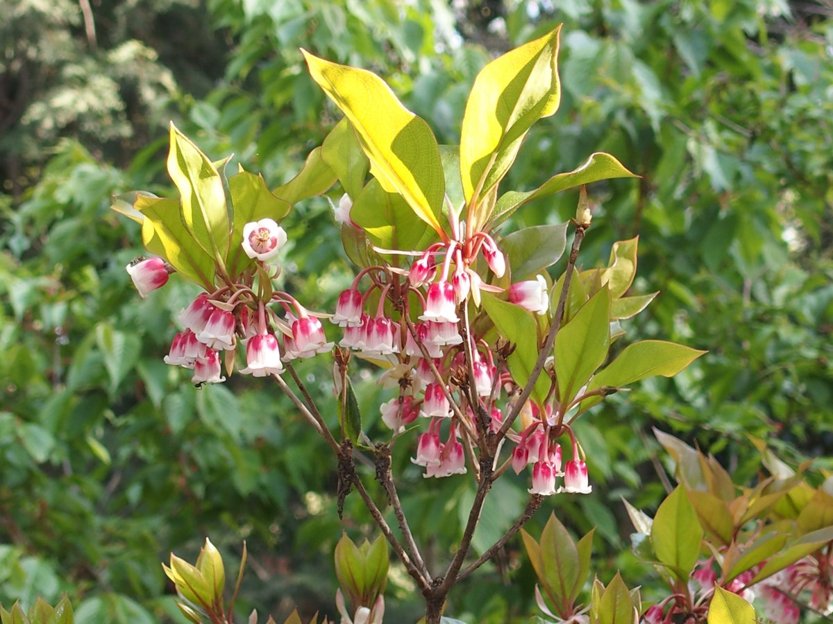 JK🐶PDL(infinity ^∞^ な新参者) tweet media