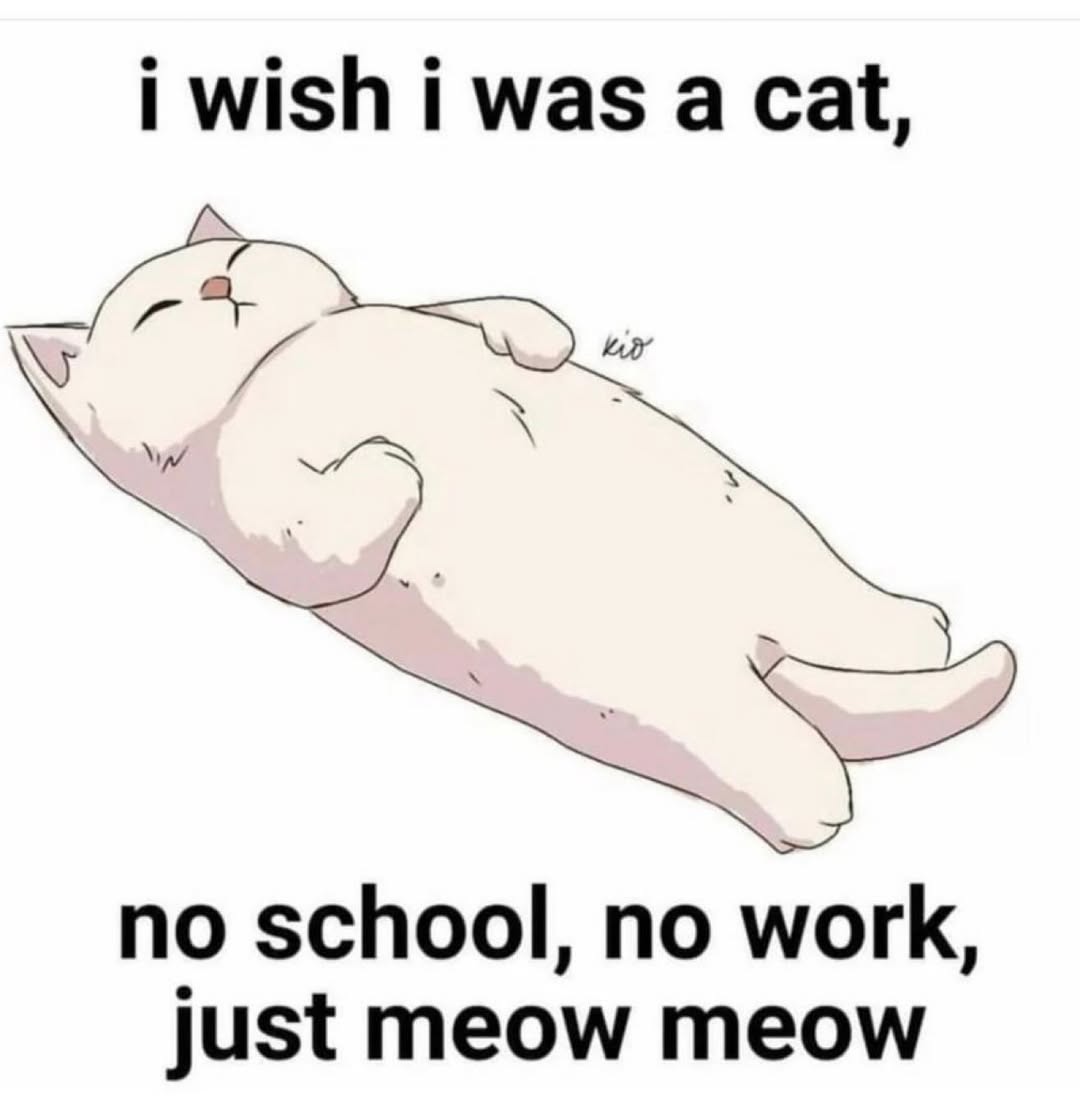 PostofcatsX's tweet photo. 😾😪 https://t.co/AO4ByeT89Z