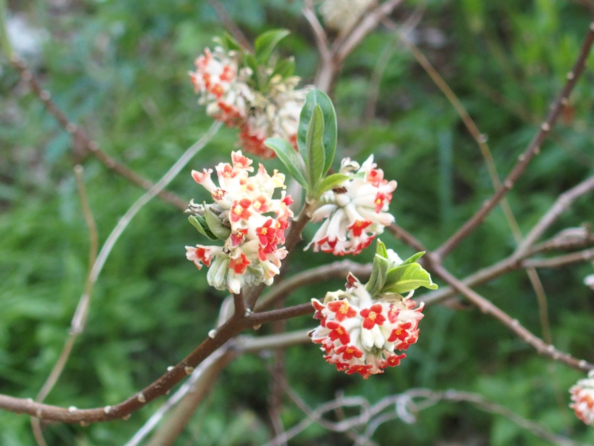 JK🐶PDL(infinity ^∞^ な新参者) tweet media