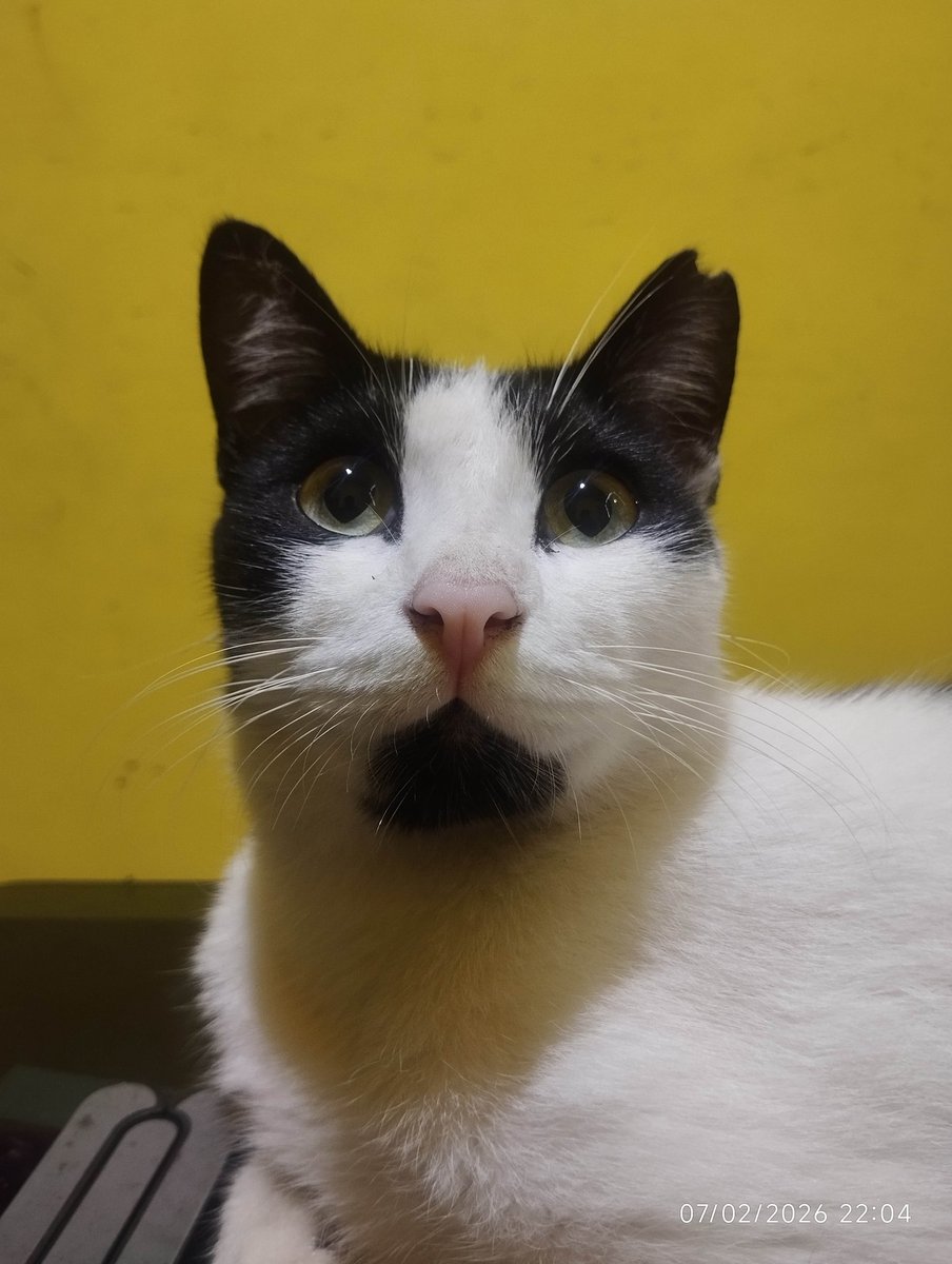 Paw Enforcer tweet media