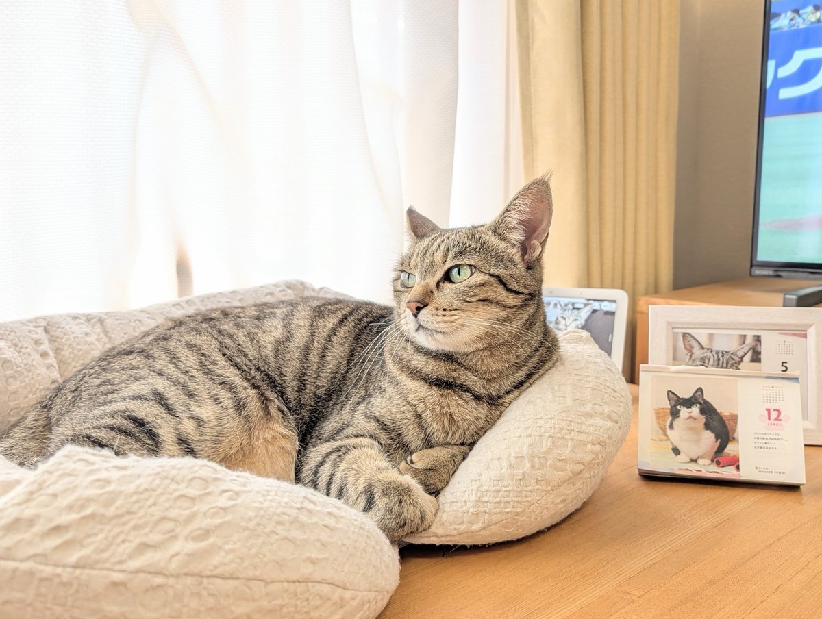 まろりん♪@ほぼ🐯⚾ tweet media