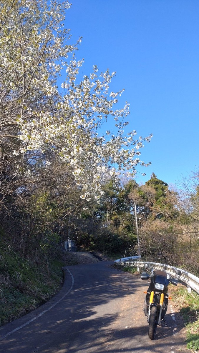 トチク tweet media