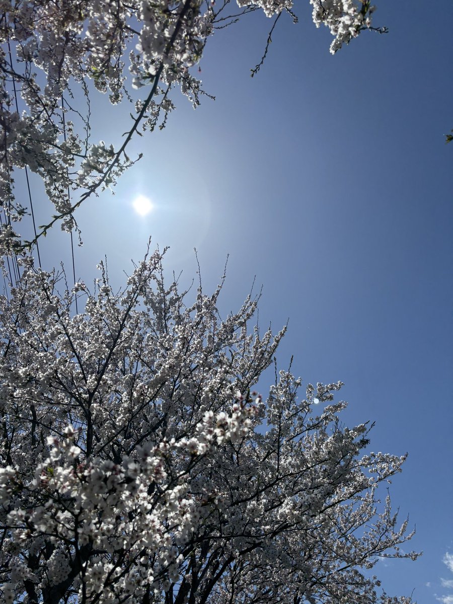 もちこ tweet media