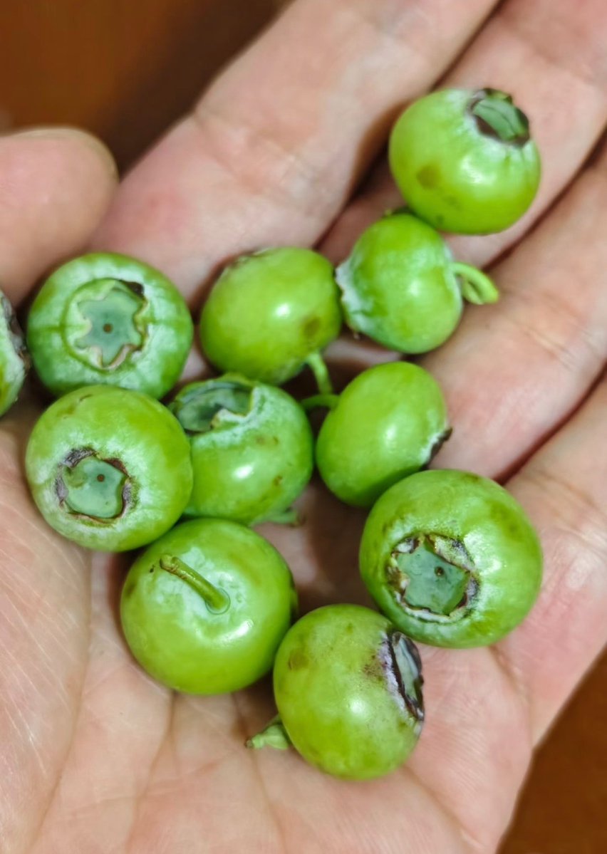 蒹葭（互fo🇨🇳必回💞） tweet media