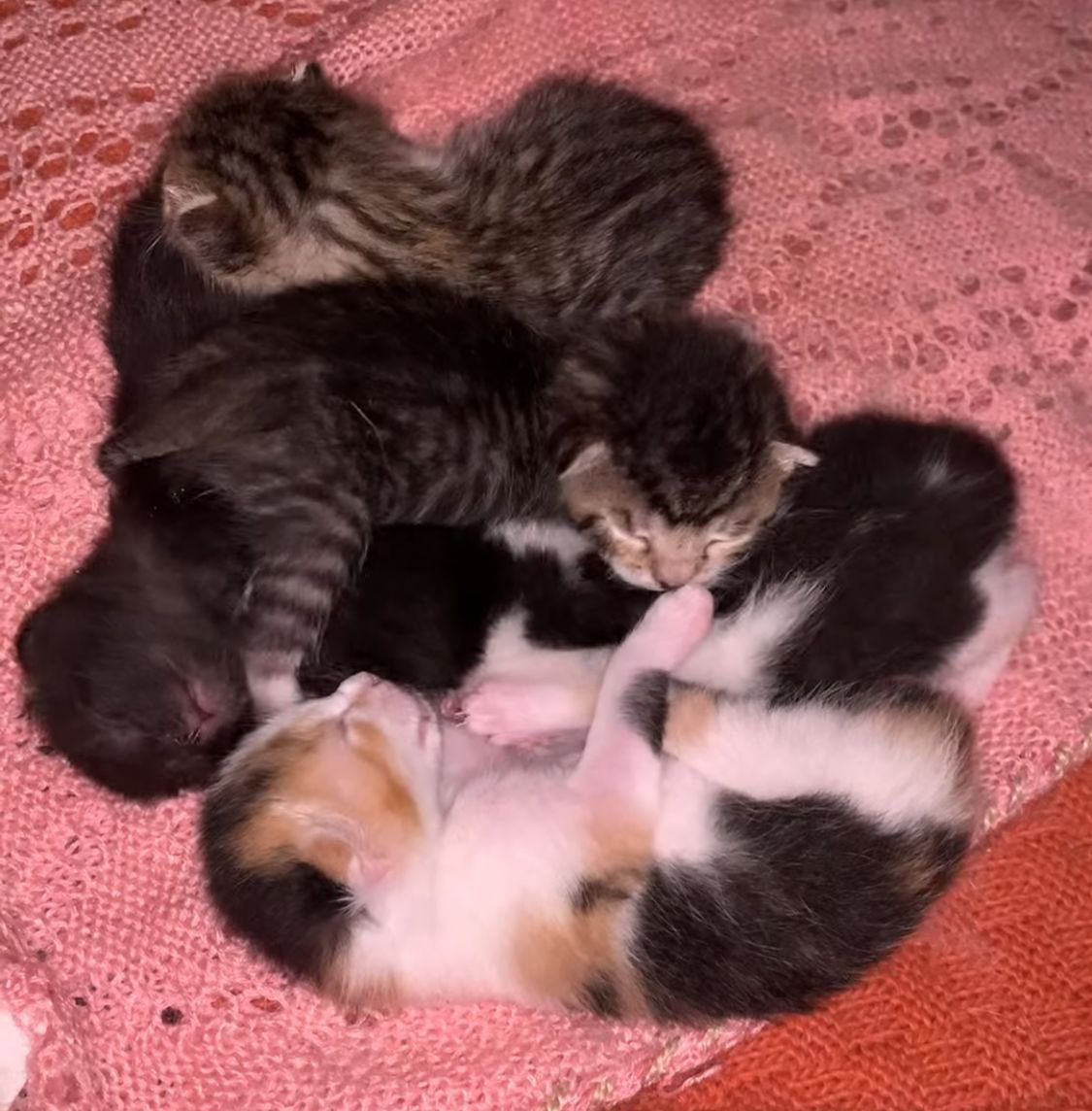 Yitik_Tabiat's tweet photo. Sevgi Dolu Yuvalarını Bekleyen 

5 Minik Tekir Yavrusu 
(2 Erkek, 3 Dişi) - 
Kedi İlanları 

Petlebi Sosyal

https://t.co/Wv0QeMQagI https://t.co/ydRNl8zNJc